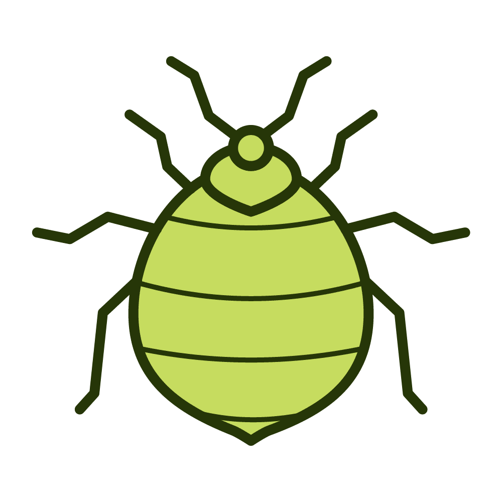 Bed bugs