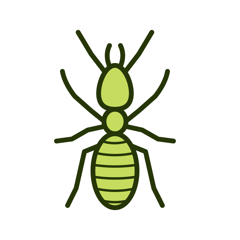 Termite