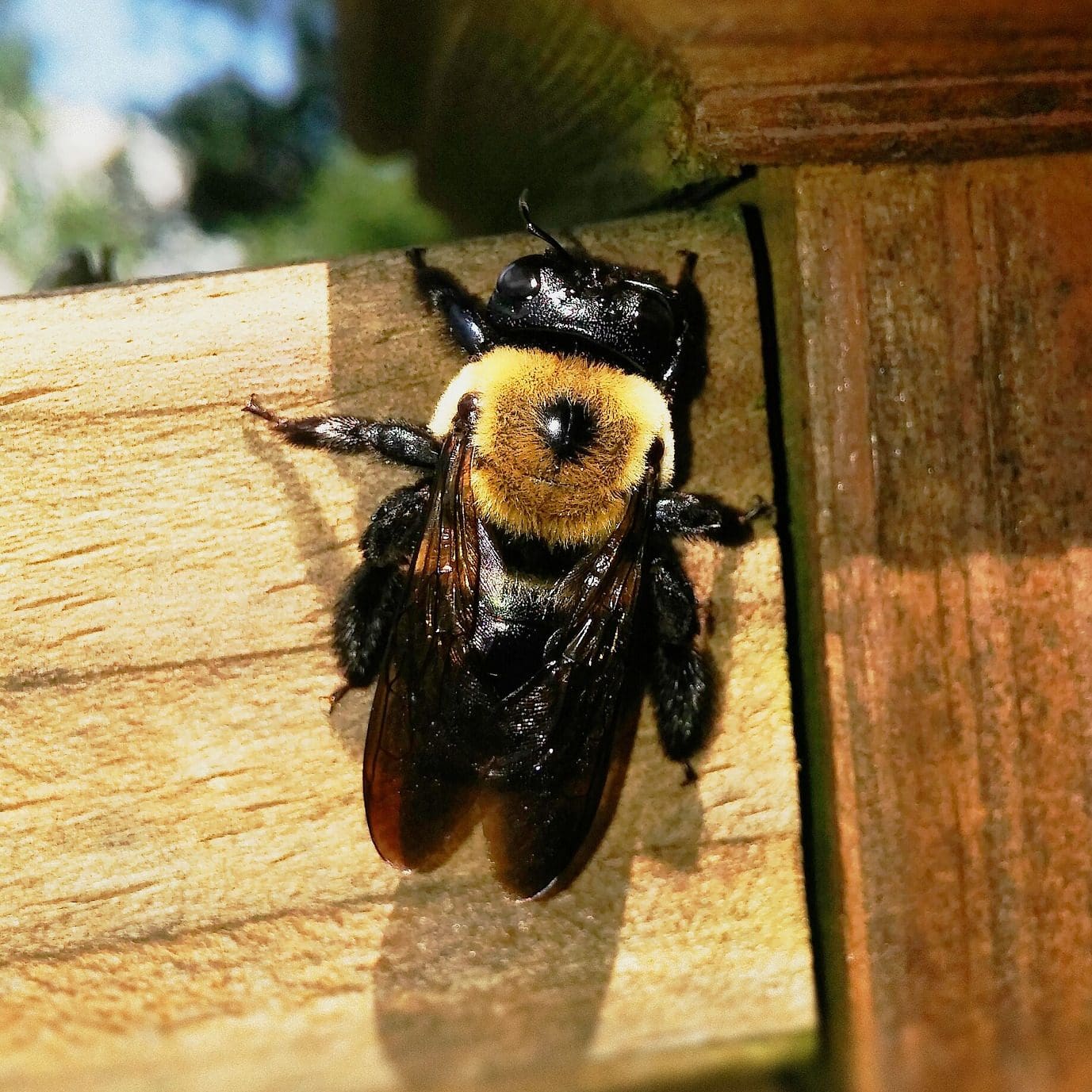 carpenter bee removal